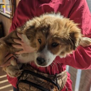 MALECÓN - reserviert Kinder- und Tierschutzhof Hahnenberg - vermittelt