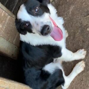 CHESSA - vermittelt MD