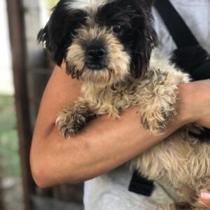 EDEE - auf PDR PS im PLZ Bezirk 55 - vermittelt