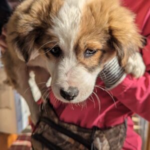 PEPPI - reserviert JW - vermittelt