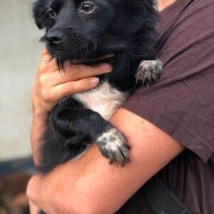 YESS - ausgereist zu 4animals