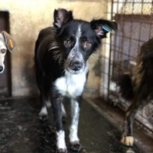 VINCA - vermittelt AL