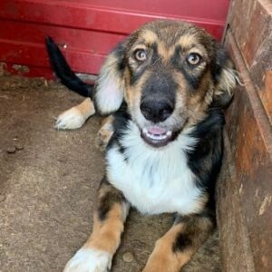 TAJA - ausgereist zum TH Tuttlingen