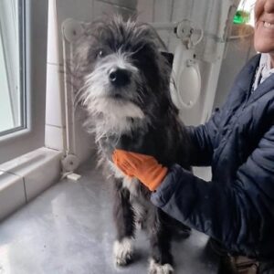 SILIKA - reserviert TST Rösrath - vermittelt