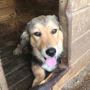 LAYLA - vermittelt LS