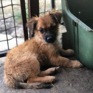 KECKI - auf PDR PS im PLZ Bezirk 21 - vermittelt