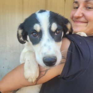 LUCINE - vermittelt MD