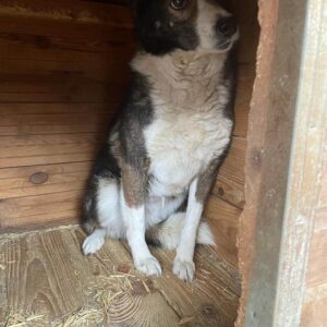 FINDRA (♀) - vermisst 11/24