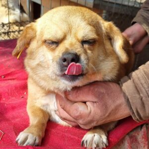 KATINA - reserviert für TSV Andernach - vermittelt