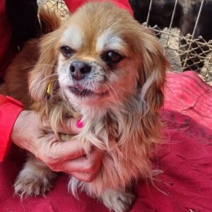 SJANNA - reserviert für TSV Andernach - vermittelt