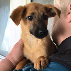 CHLOE - auf Pflegestelle in PLZ 52 *vermittelt*