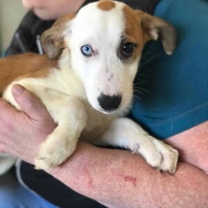 PAIGE - reserviert JW vermittelt