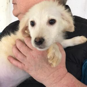 TOSHJA - reserviert TST Rösrath - vermittelt