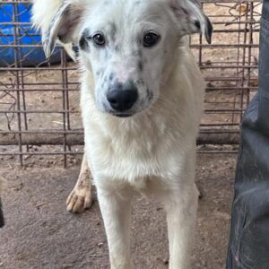 BLUE - ausgereist zur Hundescheune Fläming