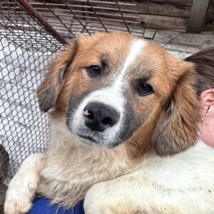 ERNESTO - ausgereist zur Hundescheune Fläming