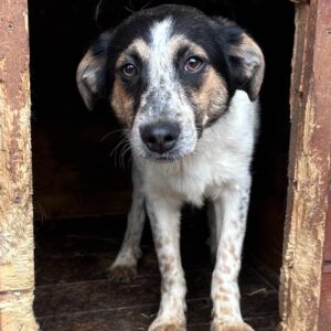 LILLI - ausgereist zur Tierhilfe Lebenswert