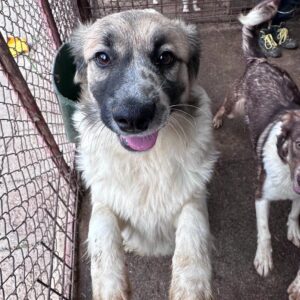 VIANA - ausgereist zur Hundescheune Fläming