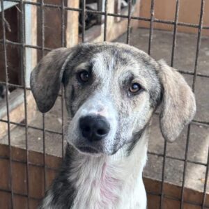 JORIN - ausgereist zur Tierhilfe Lebenswert