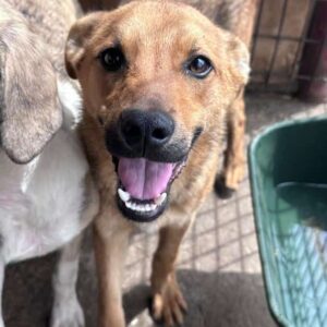 FINCH - ausgereist zur Tierhilfe Lebenswert