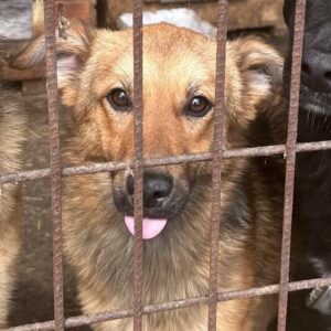 SUAVE - reserviert Sarah - vermittelt