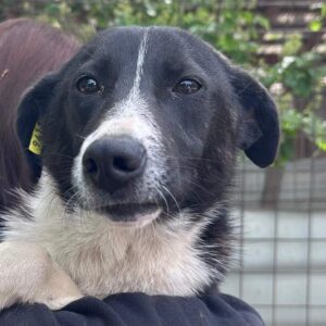 SKYA - vermisst 06/23