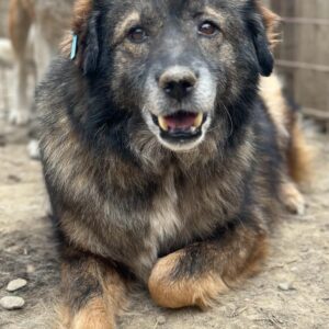 AXEL (♂) – vermisst 11/24