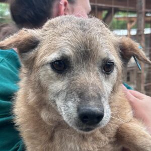 MARISOL - ausgereist zum TH Tuttlingen