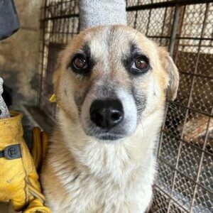 CARLA - ausgereist zum TH Tuttlingen