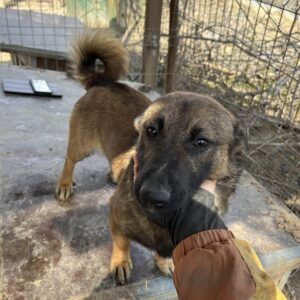 THABO - ausgereist zum TST Rösrath