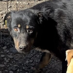 ARIANA (♀) - vermisst 11/24