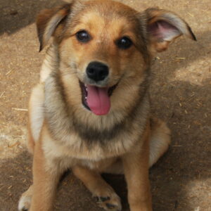 TRIXY - reserviert Vergessene Pfoten Stuttgart vermittelt