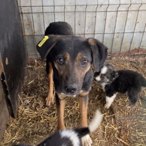 AYOKA (♀) - vermisst 11/24