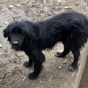 VELVET (♀) - vermisst 11/24