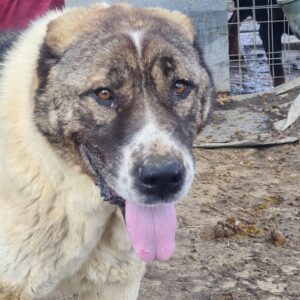 LUC - vermisst 11/24