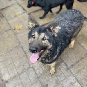 LILLA - seelischer Notfall - reserviert Betty - vermittelt