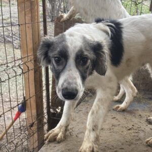 ESTEFAN (♂) - vermisst 11/24