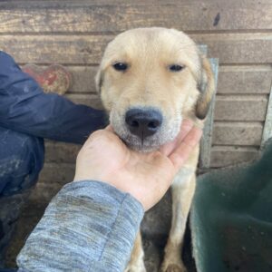 KAMPARI - Hautprobleme, sehr müde, dünn - reserviert JW - vermittelt