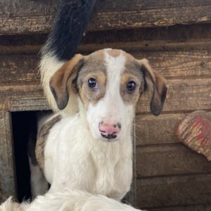 FLORICA (♀) - dünn, hustet, beginnende Hautprobleme, wird unsicher - sollte dringend reisen - vermisst 02/24