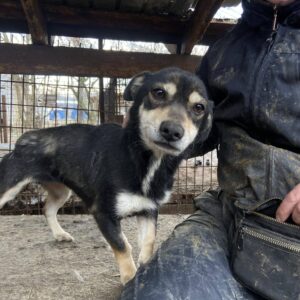 EDDA - reserviert TSV Ambrosius - vermittelt