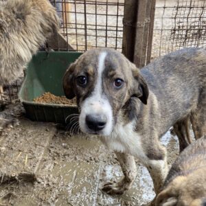 BIRKO - durchtrittig, hat Schnupfen und Husten - reserviert MD - vermittelt