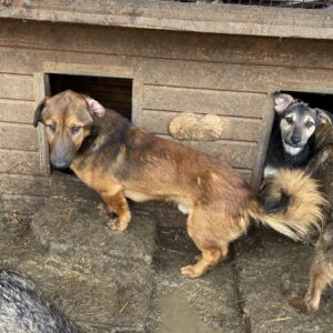 RODGE - reserviert TST Rösrath - vermittelt