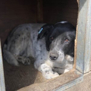 CECILIA - vermittelt Alexandra