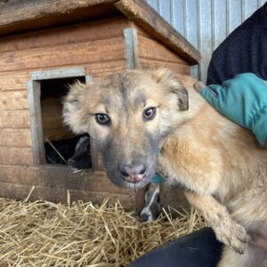 CARLY - dünn, wird bereits unsicher - reserviert LS - vermittelt