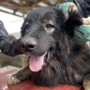 RICCI (♂) - vermisst 11/24