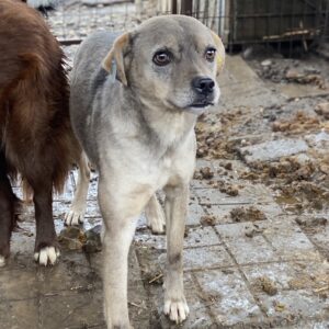 MAIKY - ausgereist auf PDR PS im PLZ Bezirk 21 - vermittelt
