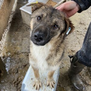 LIAS (♂) - seit mind. 2022 im Shelter