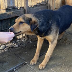 MILAN - vermisst 11/24