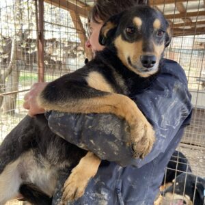 ANABELLE - auf PDR PS im PLZ Bezirk 82 - vermittelt