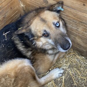 LAZARUS - überfordert und resigniert - vermittelt Manuela