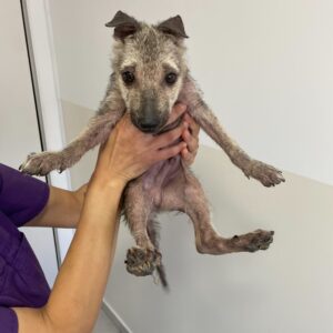 HELGE - reserviert LS vermittelt